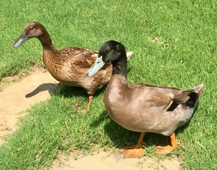 The Swan and Mallard