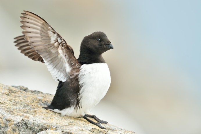 Little auk