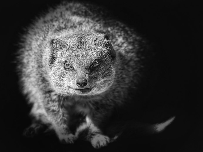 Горностай (Mustela erminea)