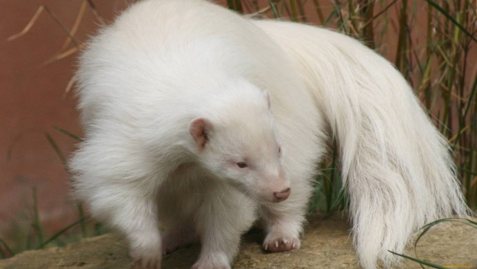 Ласка (Mustela nivalis)