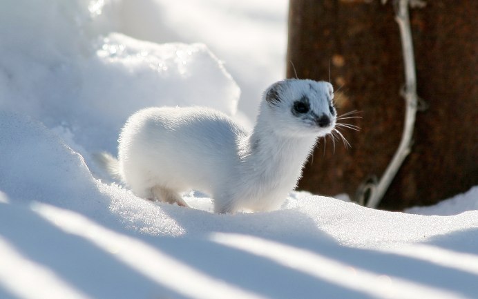 Горностай (Mustela erminea)