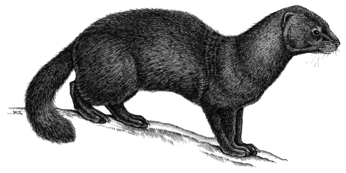 Мангуст Schleich