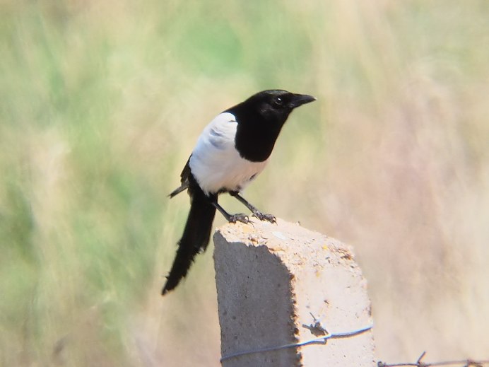 Black billed Magpie
