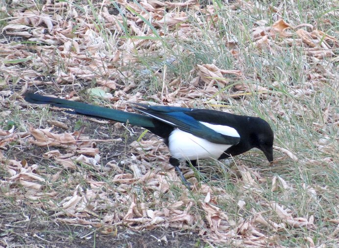 Pica hudsonia американская сорока