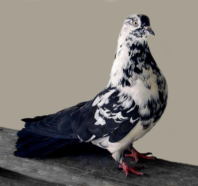 Fantail голубь