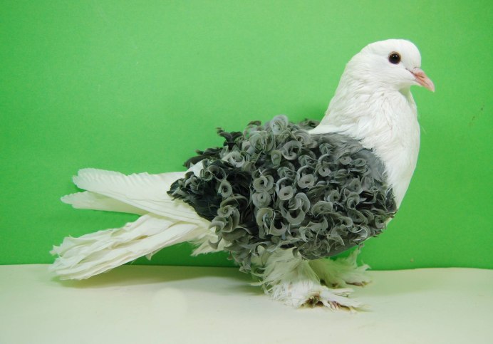 Frillback Pigeon порода голубей