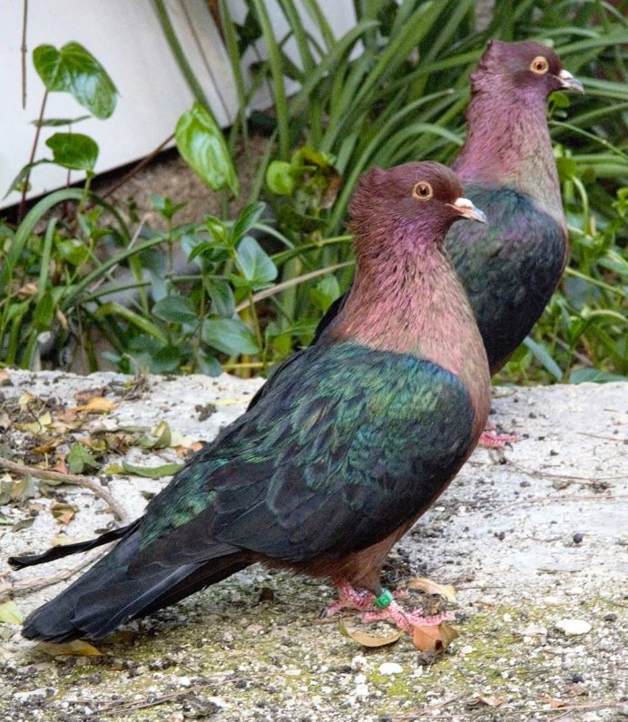 Brown Frillback Pigeon