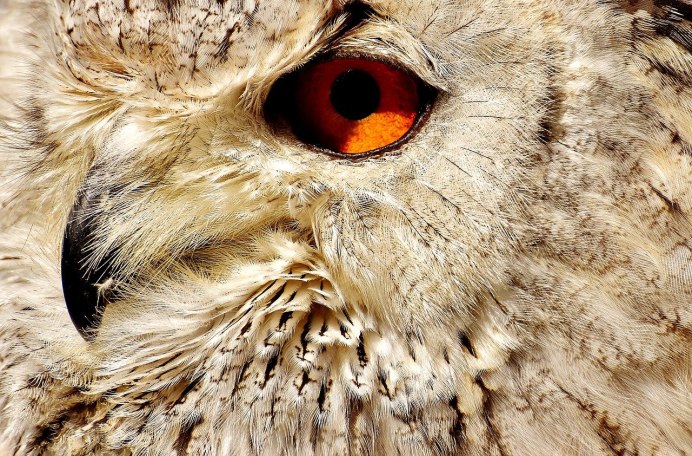 Болотная Сова (ASIO flammeus)