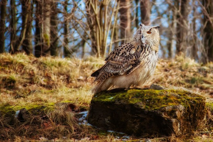 Виргинский Филин (Bubo virginianus)