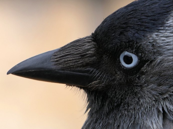 Черный ворон Corvus Corax