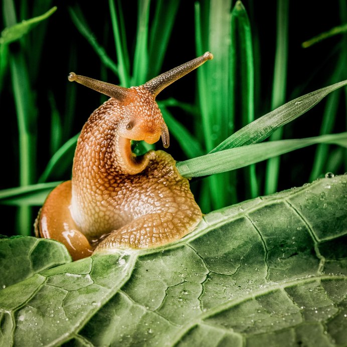 Улитка Priotrohatella stellata