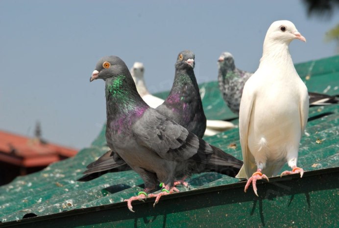 Frillback Pigeon