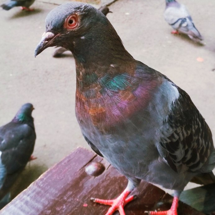 Дикий сизарь
