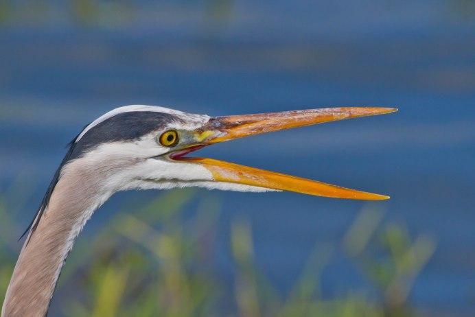 Голова Цапли