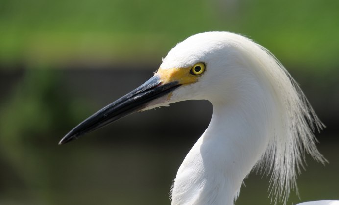 Аист ест лягушек