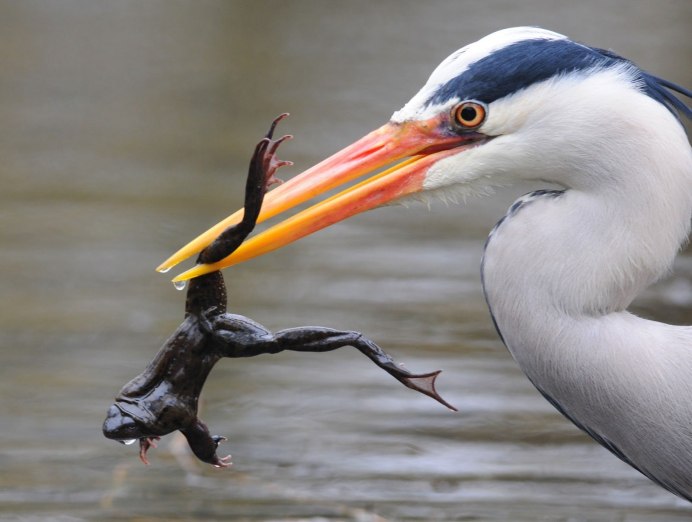 Смешная цапля