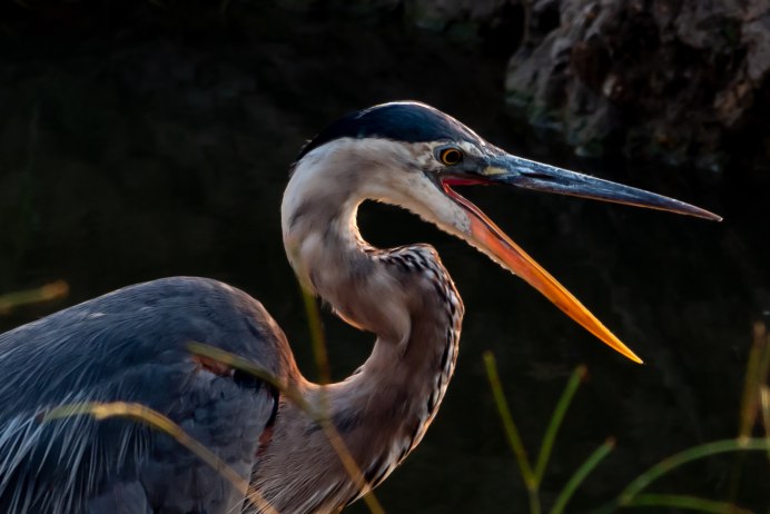 Птица похожая на цаплю