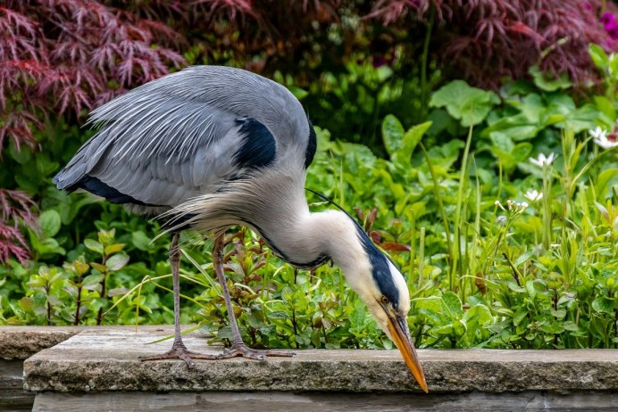 Королевская голубая цапля Херон