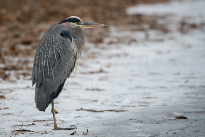 Птица похожа на цаплю с длинным клювом