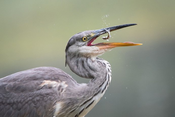 Цапля охотится