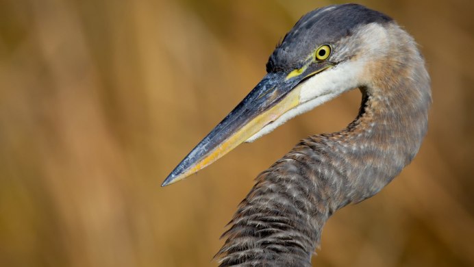 Цапли Флориды