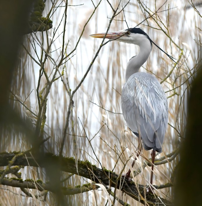 Цапля с длинным клювом