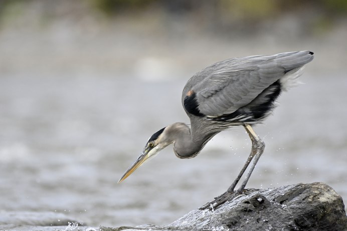 Суточный рацион съедаемой рыбы у Цапли