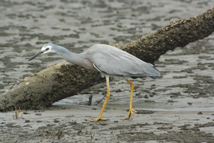 Reddish Egret
