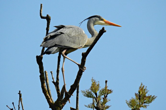 Серая цапля ест лягушку