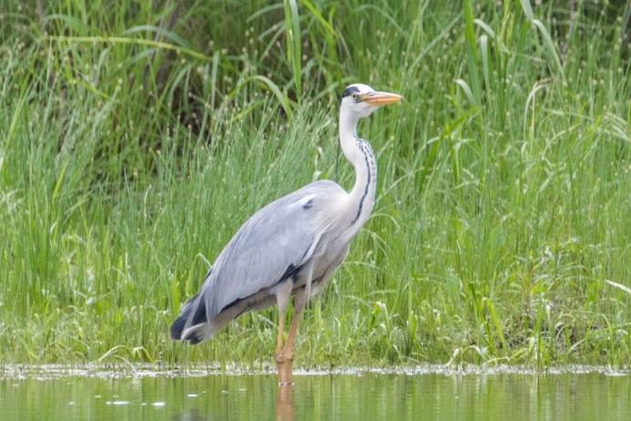 Птица с длинным носом