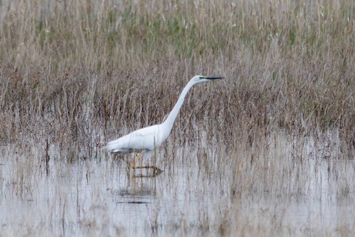 Птица ловит рыбу