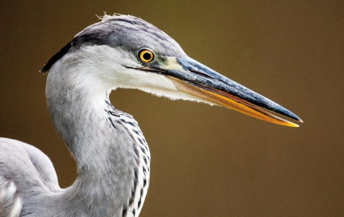 Птицы дышат