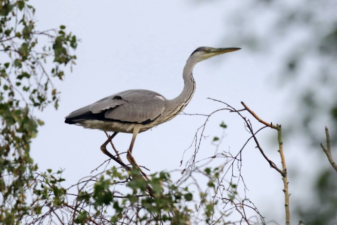 Цапля серая клюв