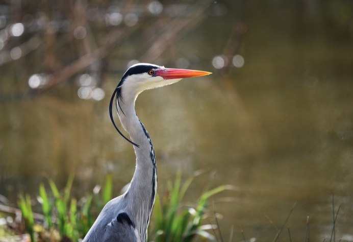 Смешная цапля