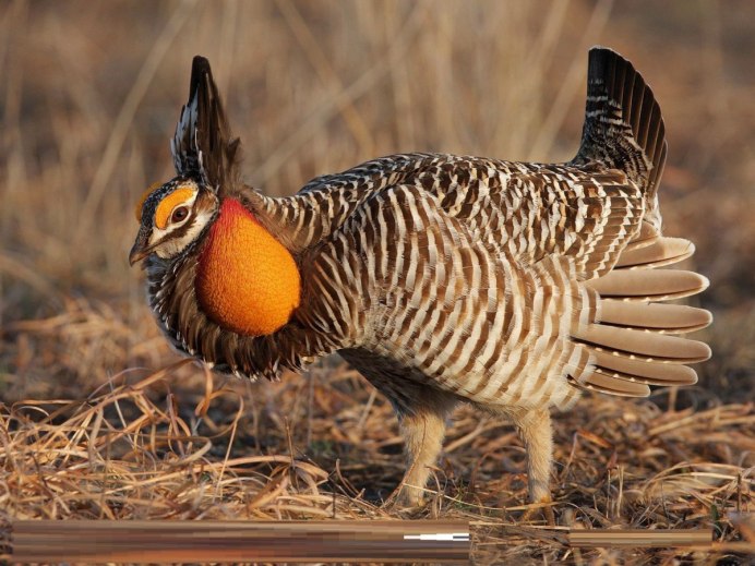 Отряд Курообразные (galliformes)