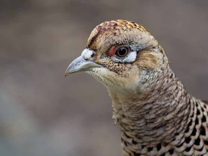 Gallus sonneratii