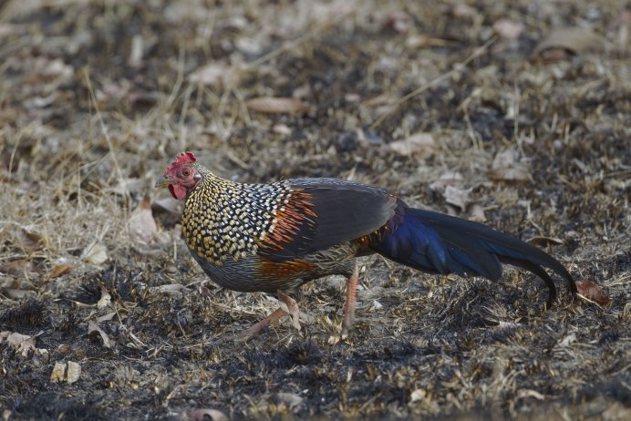 Tetrao urogallus Major