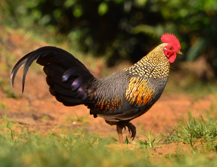 Золотой фазан Chrysolophus pictus