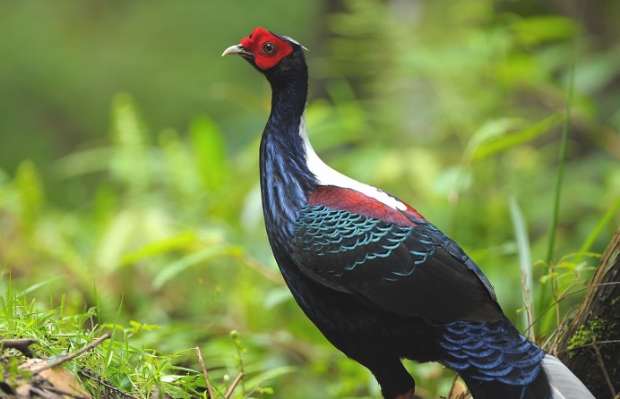 Отряд Курообразные (galliformes)