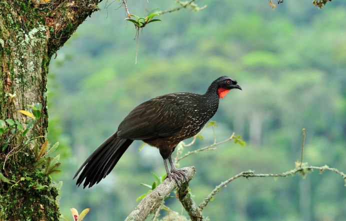Alectura lathami