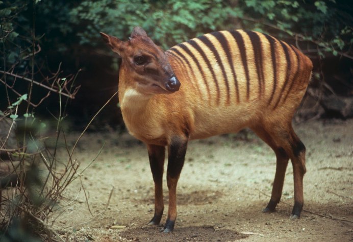 Зебровый Дукер (Cephalophus Zebra)