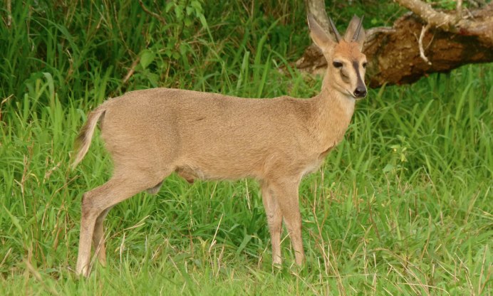 Дукер обыкновенный (Sylvicapra Grimmia)