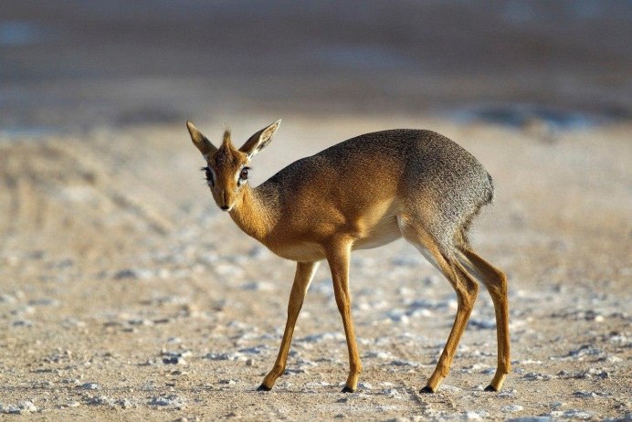Cephalophus jentinki