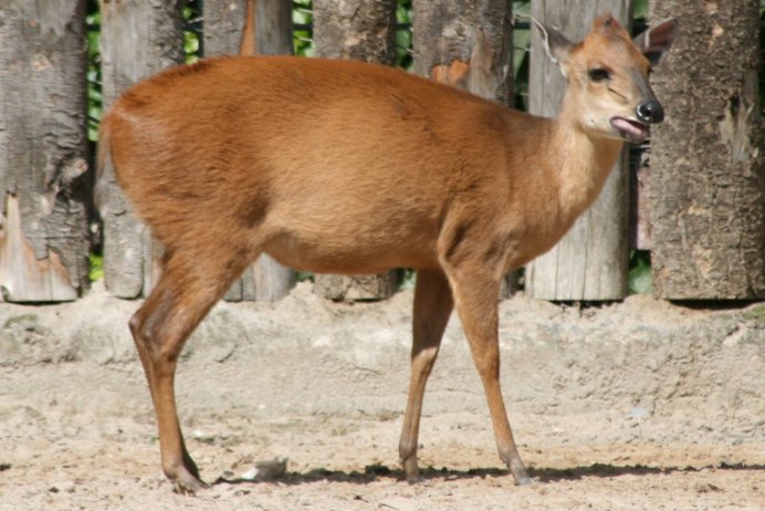 Дукер 303