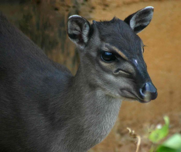 Sylvicapra Grimmia