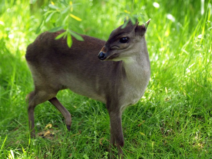 Common Duiker