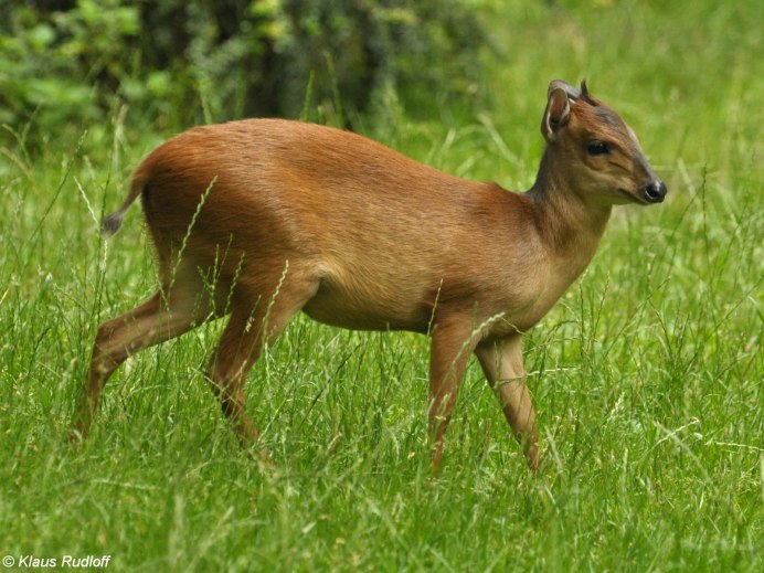 Cephalophus natalensis