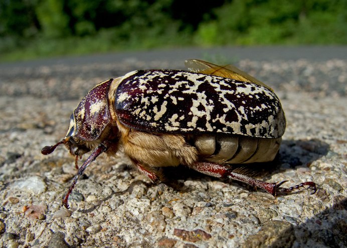 Клоп-солдатик Pyrrhocoris