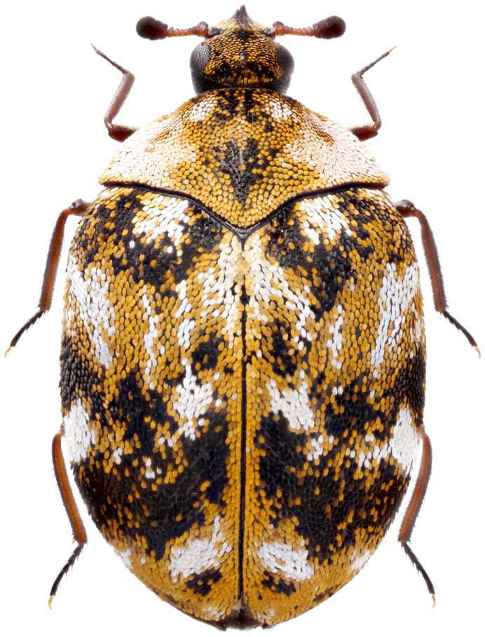 Anthrenus scrophulariae