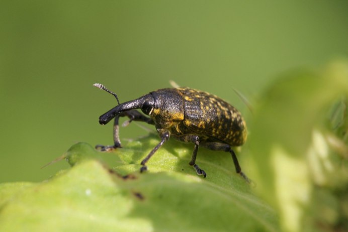 Platambus lunulatus